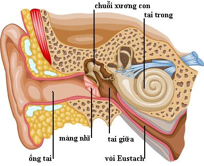 Thủng màng nhĩ thì có chữa được không ?