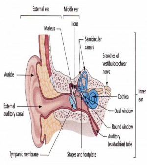 Viêm tai ngoài và cách điều trị