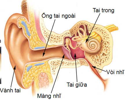 Nguyên nhân gây viêm ống tai ngoài